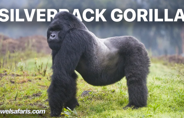 Silverback Mountain Gorillas