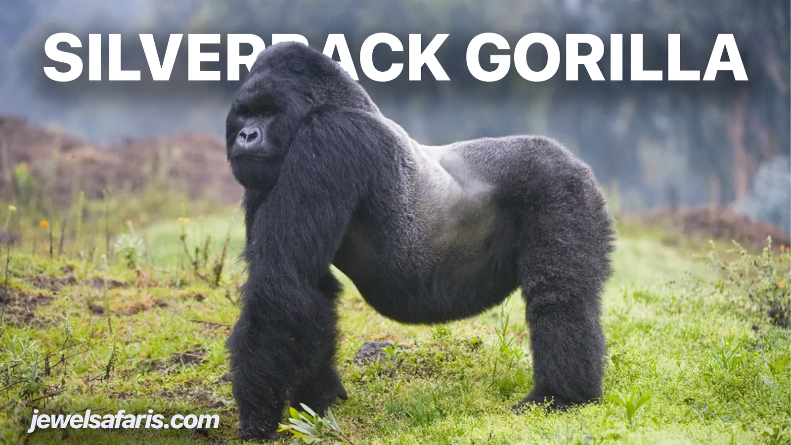 Silverback Mountain Gorillas