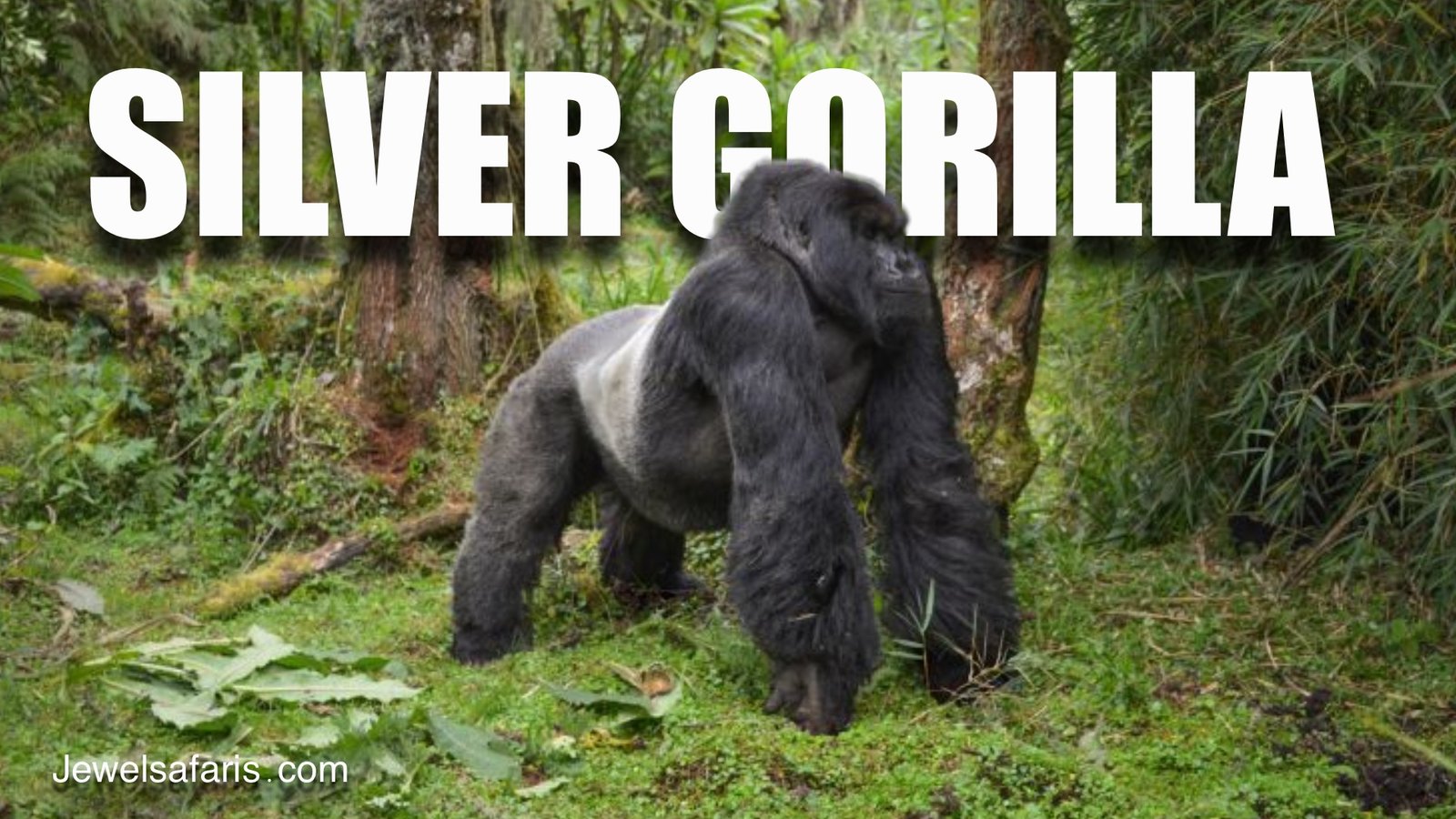 Silverback Gorilla Weight