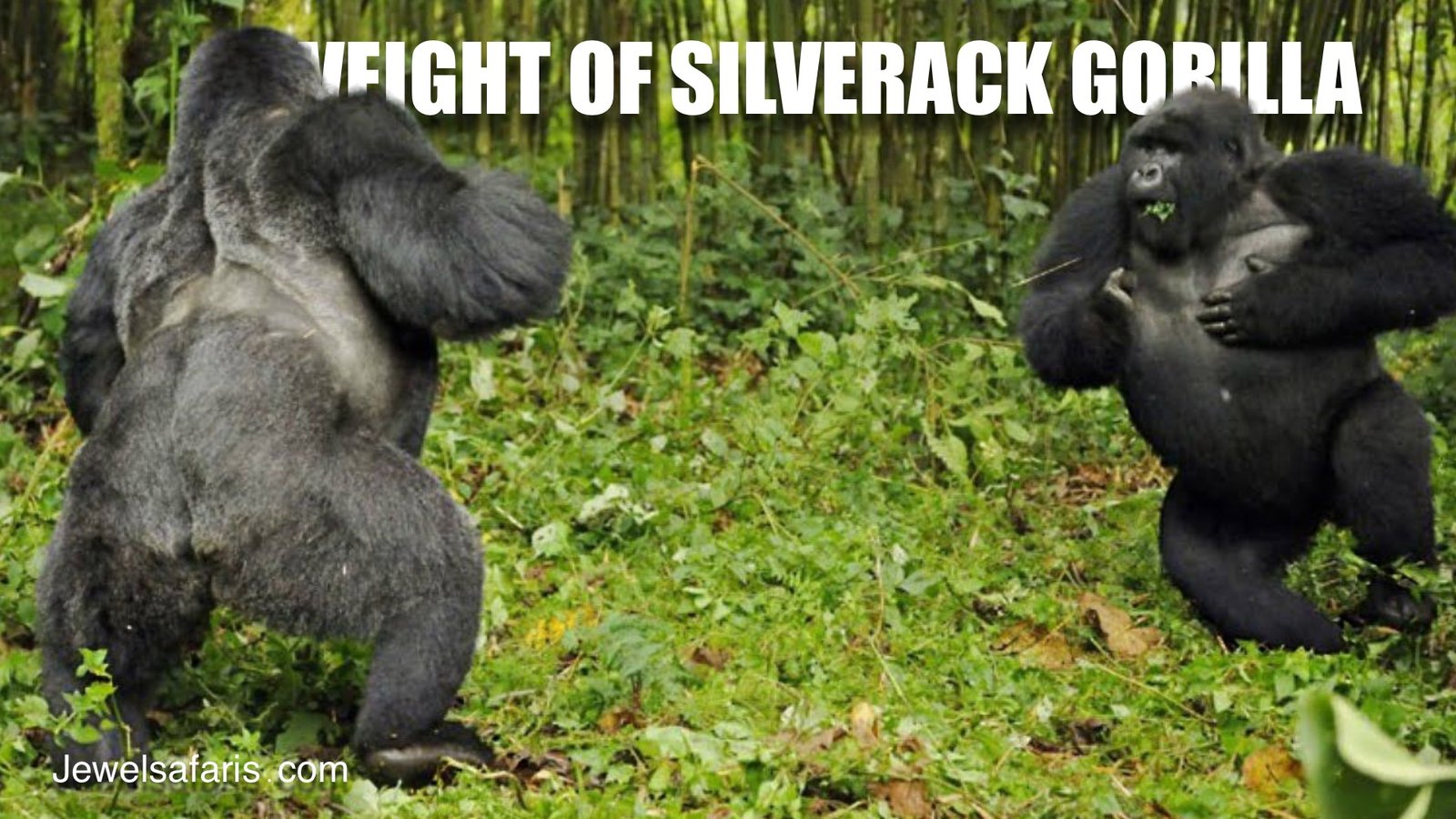 How much does a Silverback Gorilla Weigh?