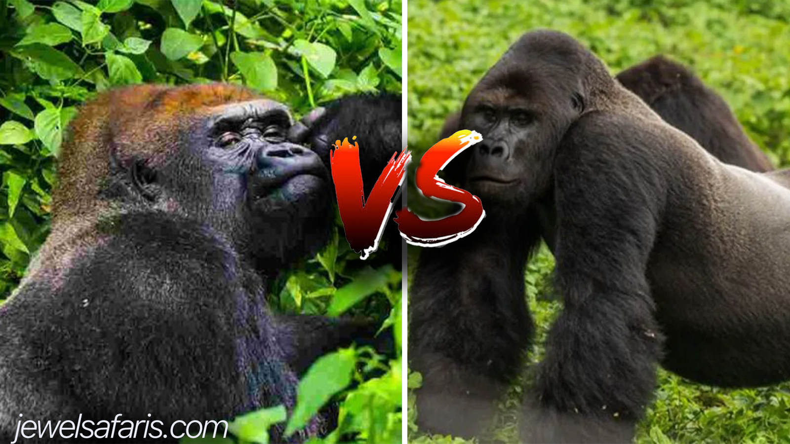 Gorilla trekking in Bwindi National Park Vs Kahuzi Biege