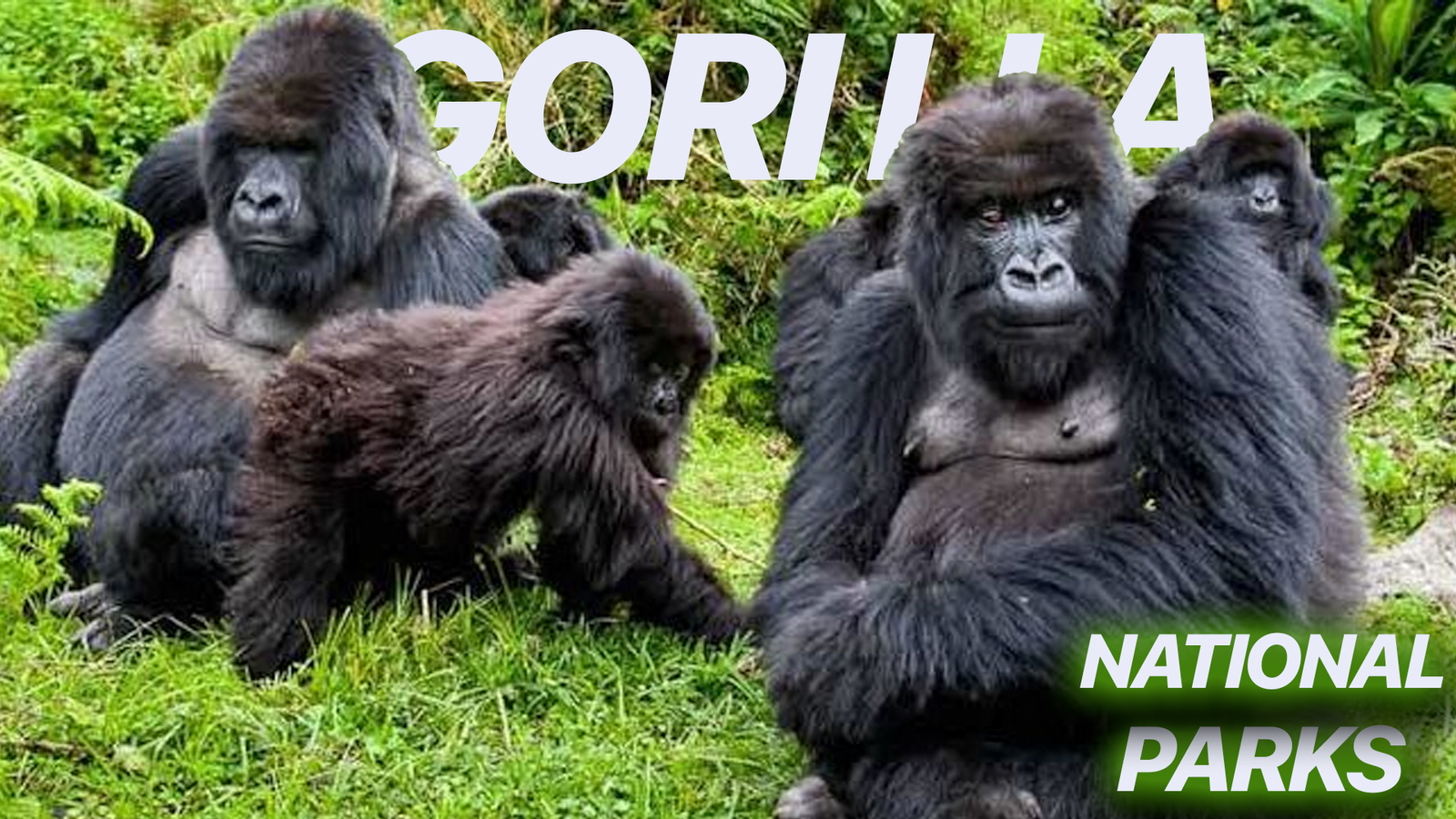 Mountain Gorillas National Parks in Uganda