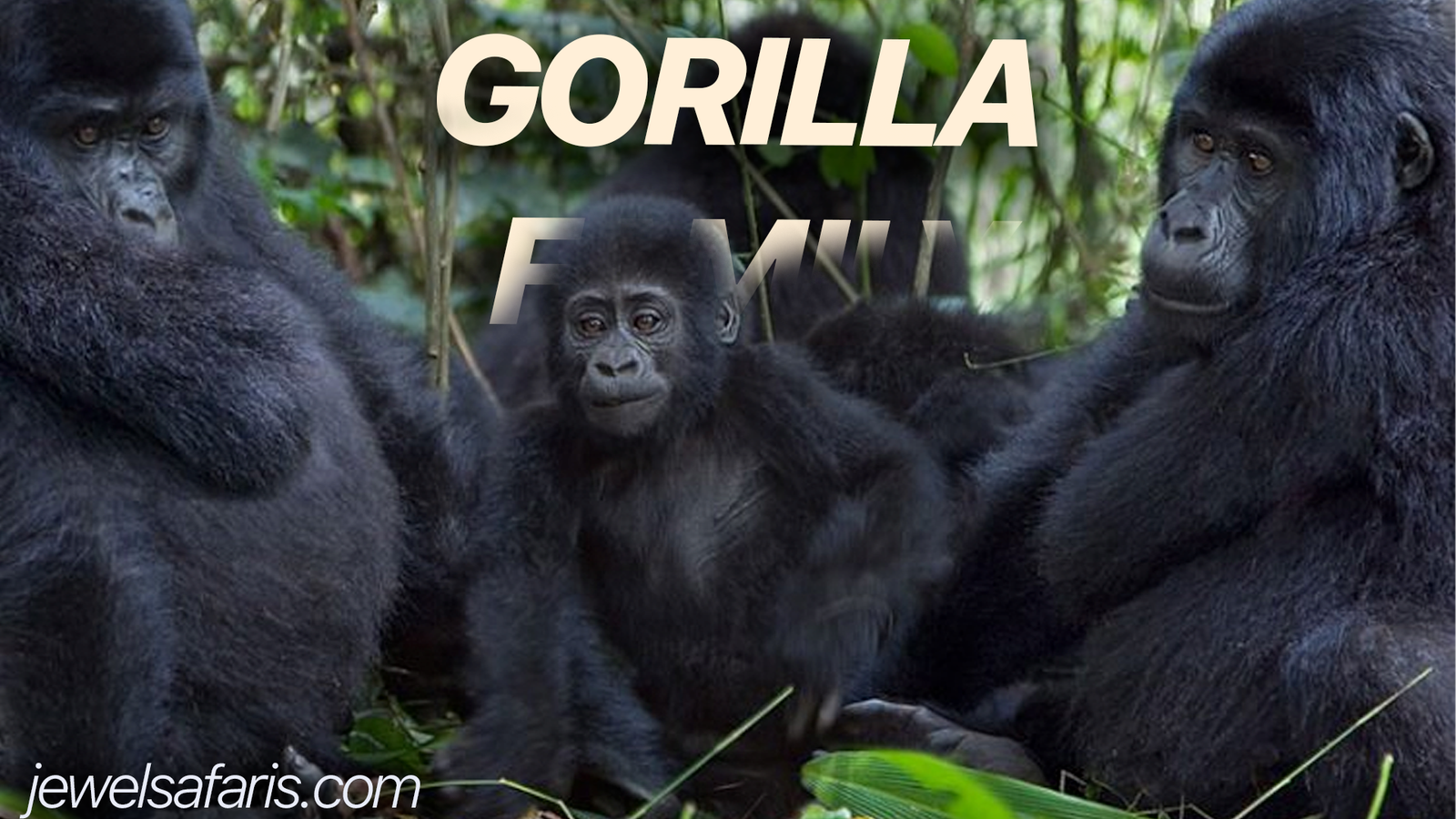 Mountain Gorilla Families in Uganda