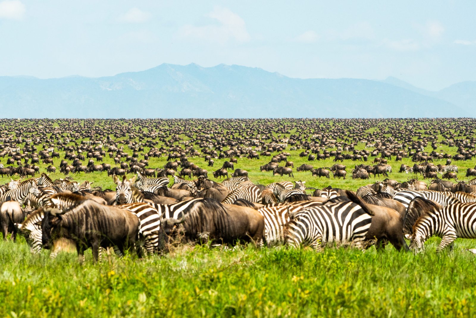 Best Time to Visit The Great Wildebeest Migration