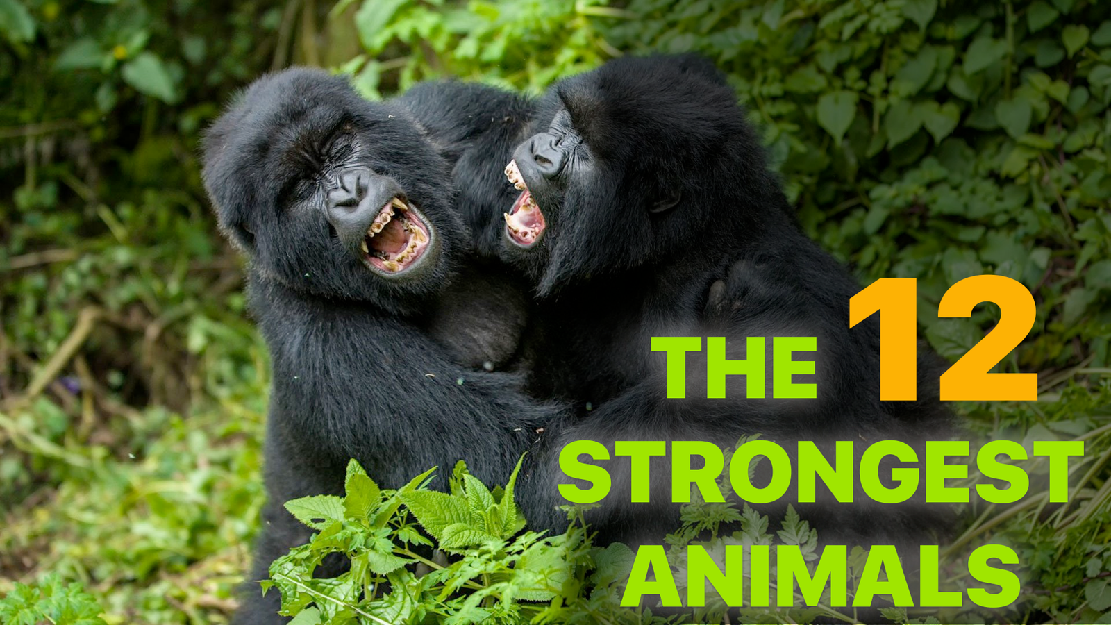 The 12 Strongest Animals in the World