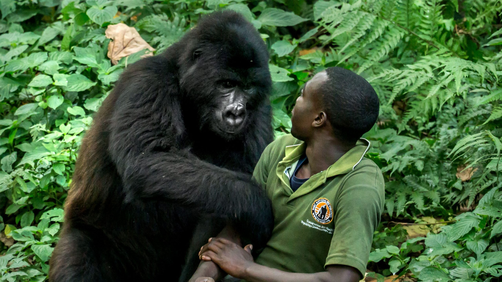 Are Gorillas Aggressive?