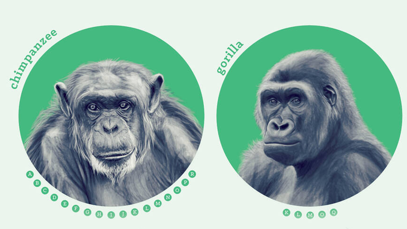 Chimpanzee Strength vs. Gorilla Strength: How Do They Compare?