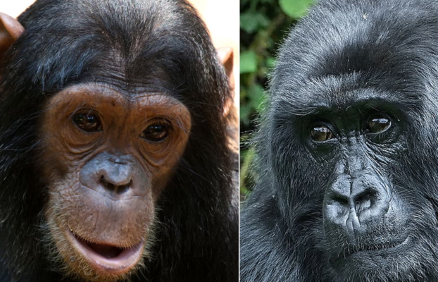 Difference Between Gorillas and Chimpanzees