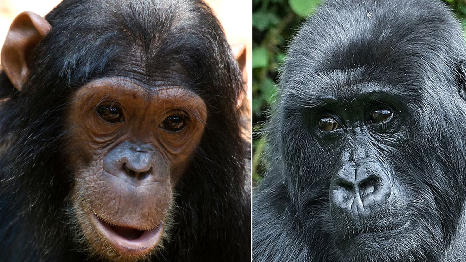 Difference Between Gorillas and Chimpanzees