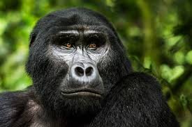 Gorilla Trekking in Uganda