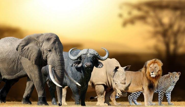 Big 5 at Akagera National Park