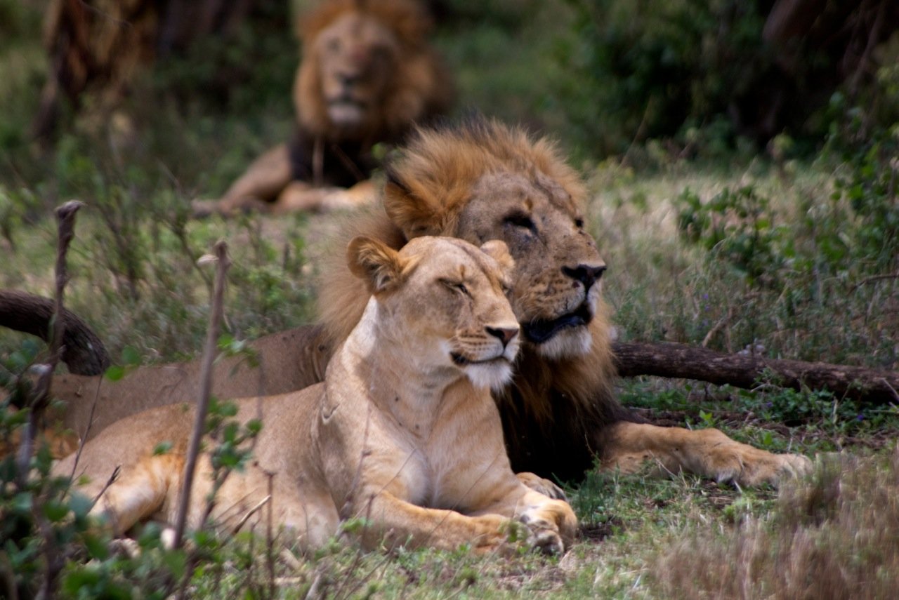 Lions at Akagera National Park