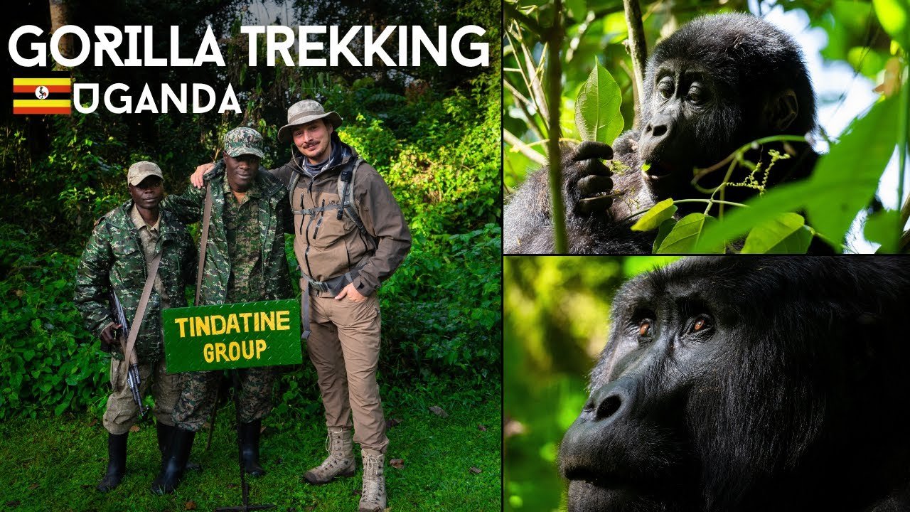 Gorilla and Chimpanzee permits in Uganda