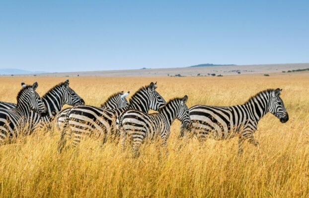 Lake Mburo National Park Safari- Closest wildlife park to Kampala, Uganda