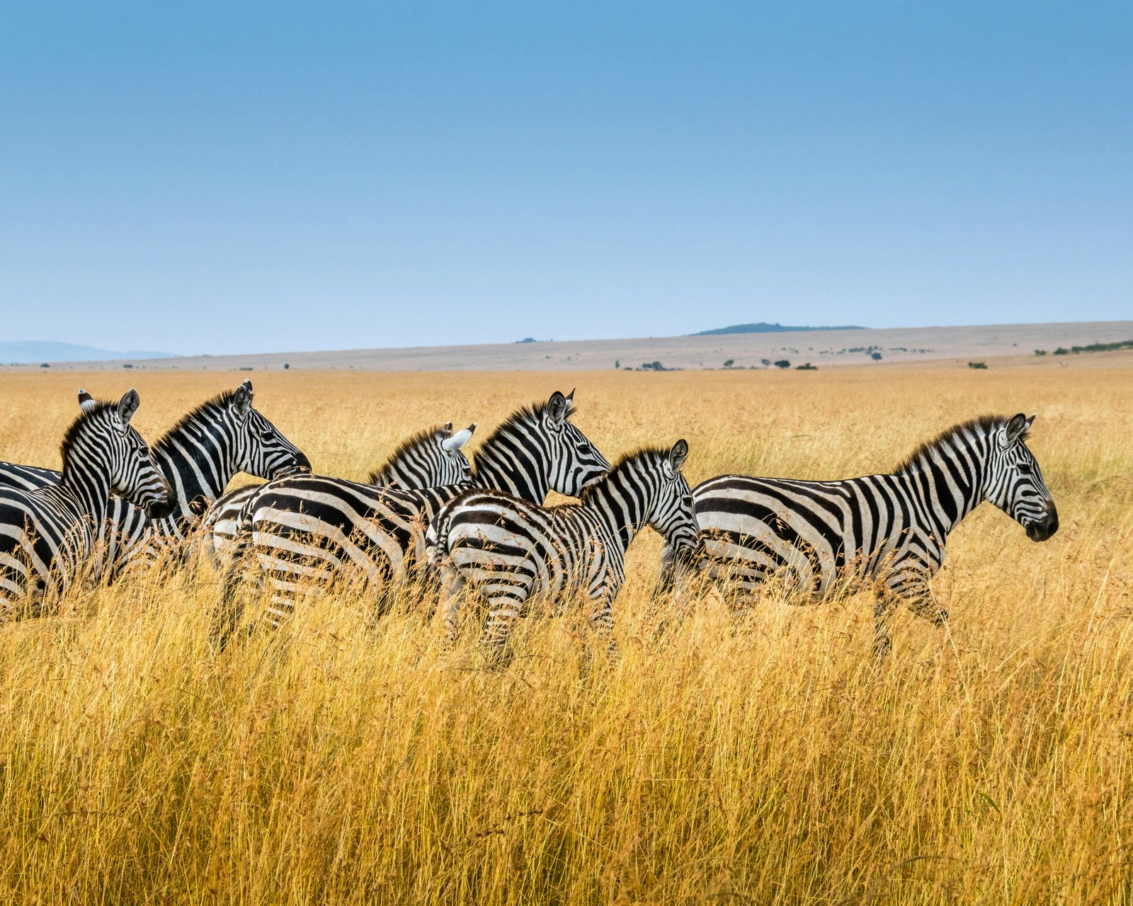 Lake Mburo National Park Safari- Closest wildlife park to Kampala, Uganda