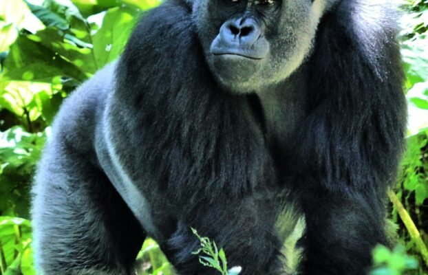 Jewel Safaris Guide To Uganda Gorilla & Chimpanzee Permits