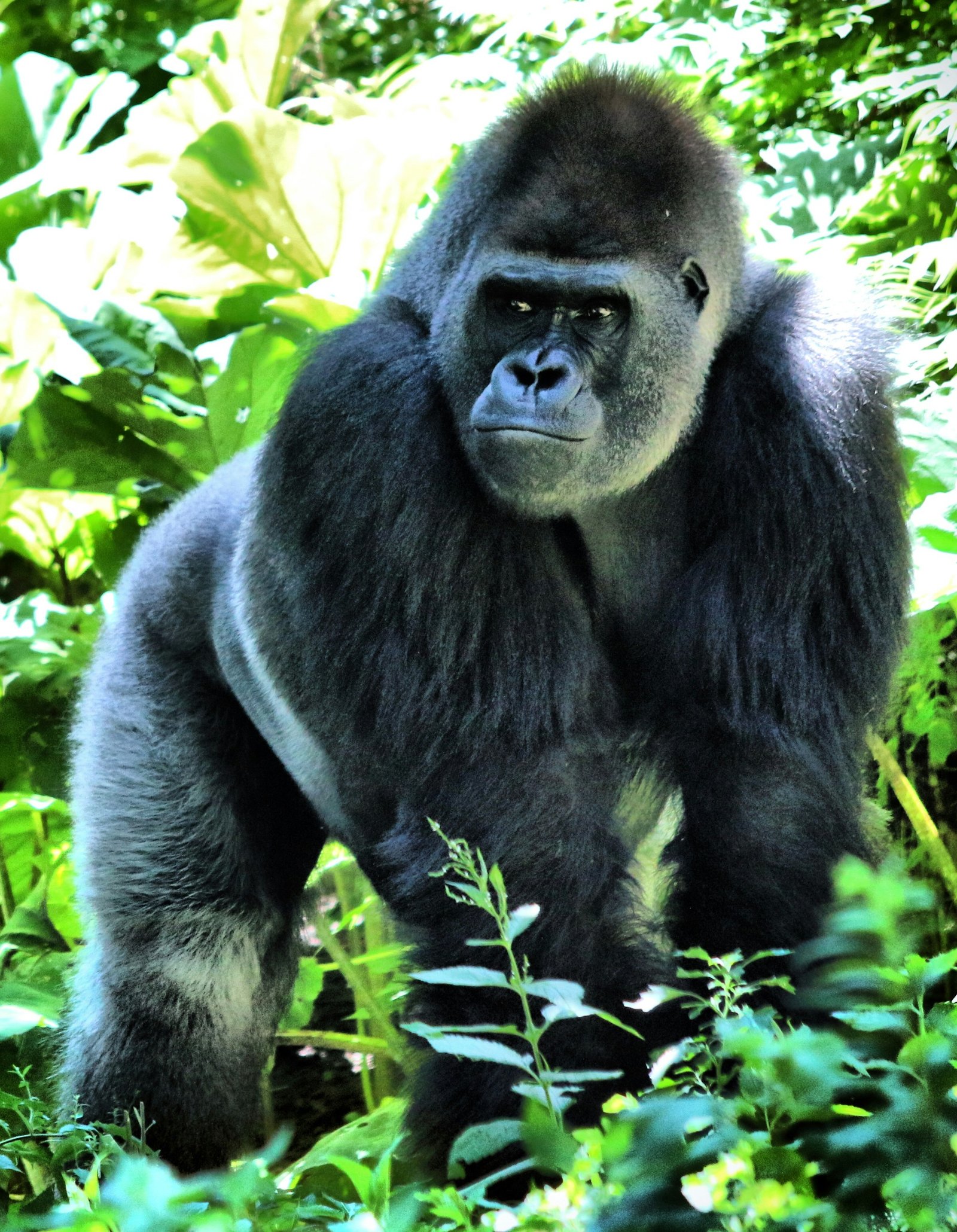 Jewel Safaris Guide To Uganda Gorilla & Chimpanzee Permits