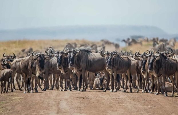 The Great Migration Safari on a Budget