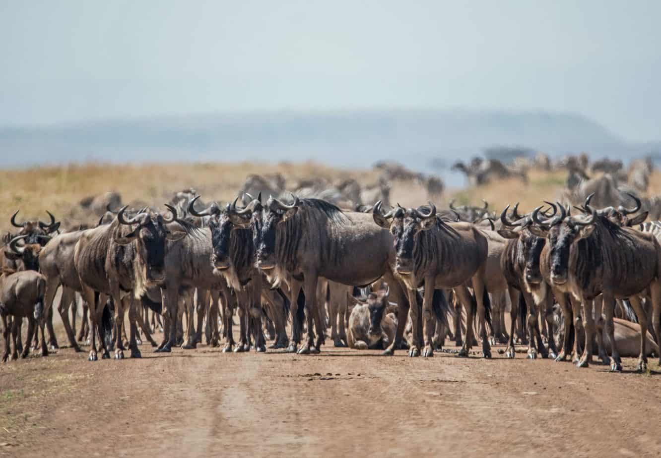 The Great Migration Safari on a Budget