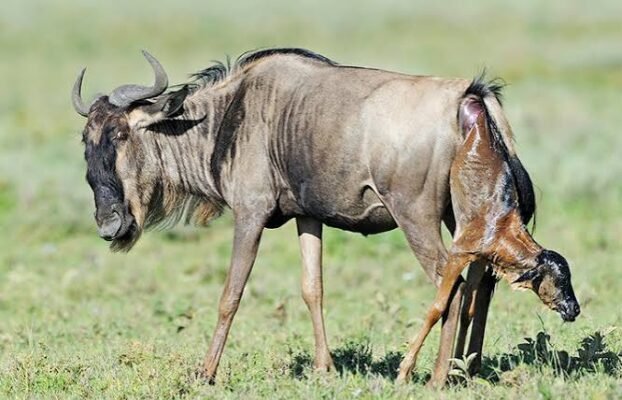 What You Need To Know About the Serengeti Calving Season