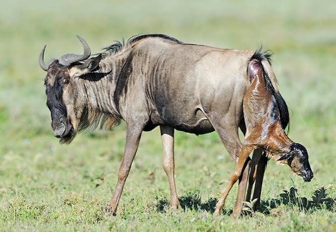What You Need To Know About the Serengeti Calving Season