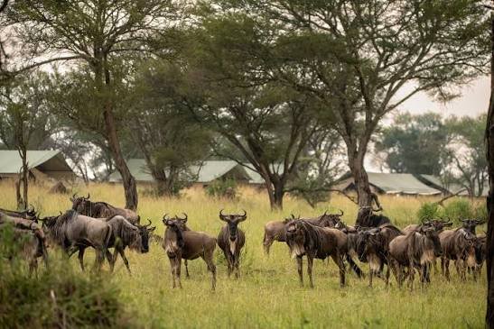 The Great Migration Safari on a Budget