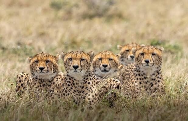 10 Things to know before your First Safari in Kenya