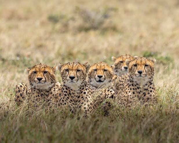 10 Things to know before your First Safari in Kenya