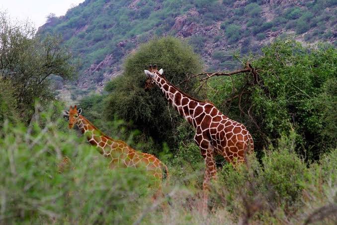 samburu national  reserve 