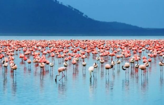 A Day trip to Lake Nakuru National Park