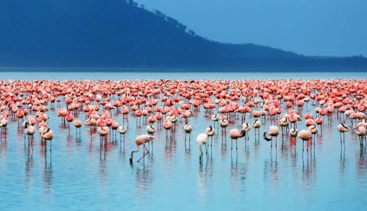 A Day trip to Lake Nakuru National Park