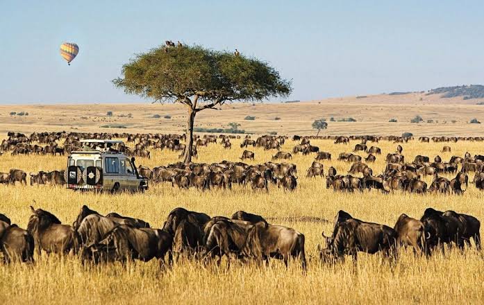 masai mara 
