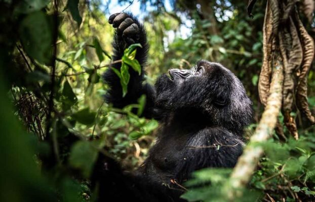 Safari in Tanzania Vs Safari in Rwanda