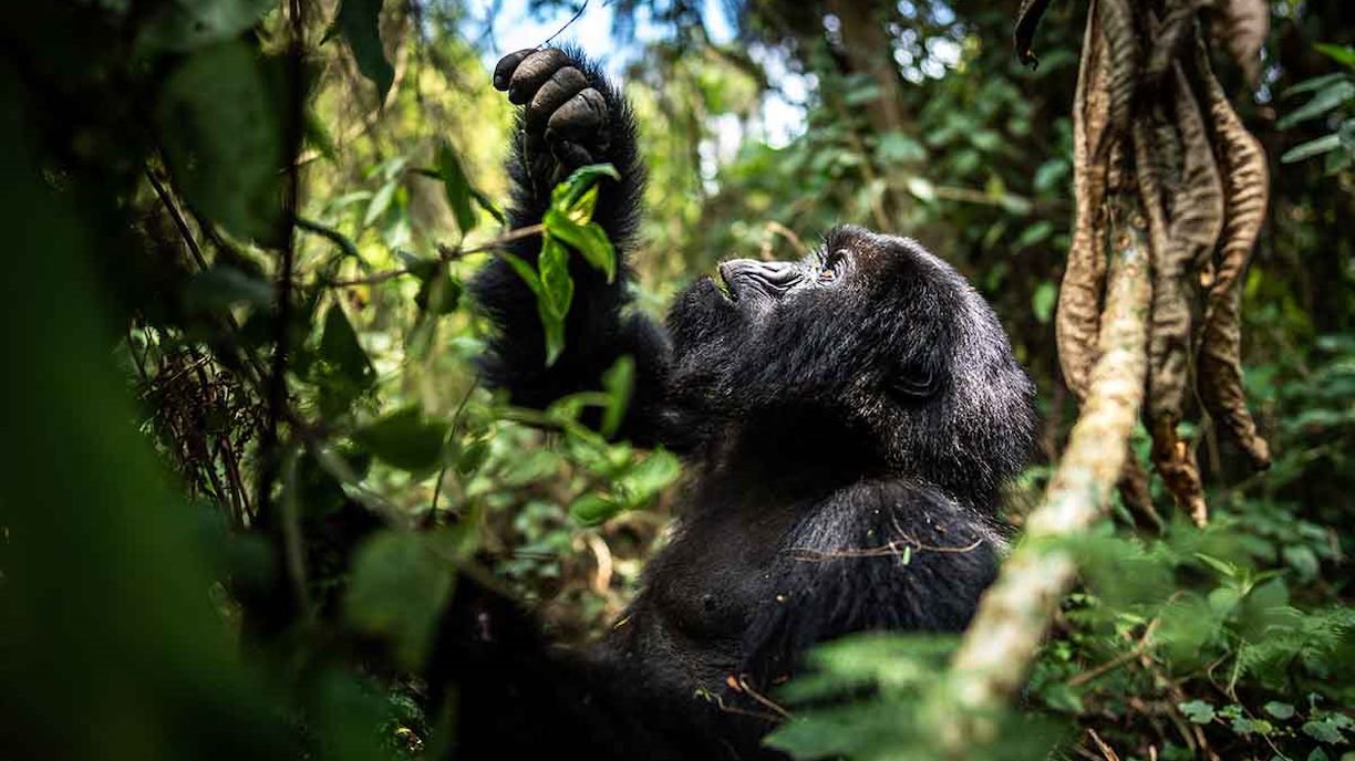 Safari in Tanzania Vs Safari in Rwanda