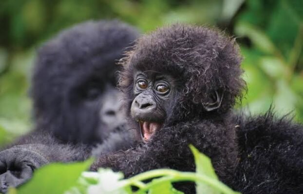 Safari in Kenya Vs Safari in Rwanda