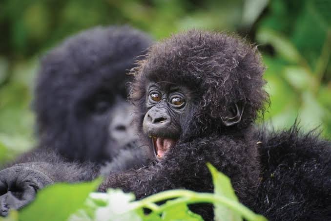 Safari in Kenya Vs Safari in Rwanda