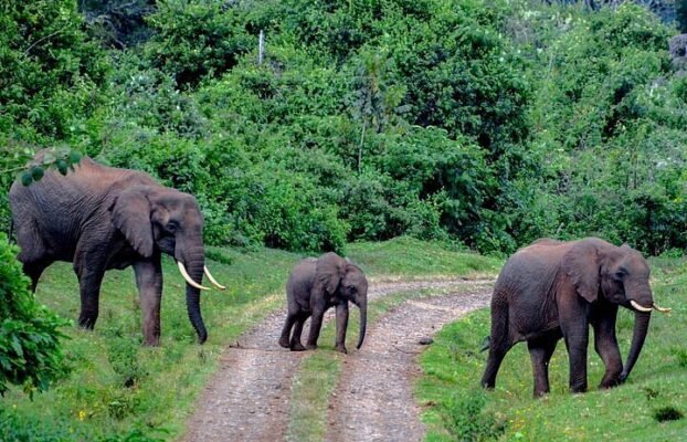 6 Days of Wildlife wounders in Kenya