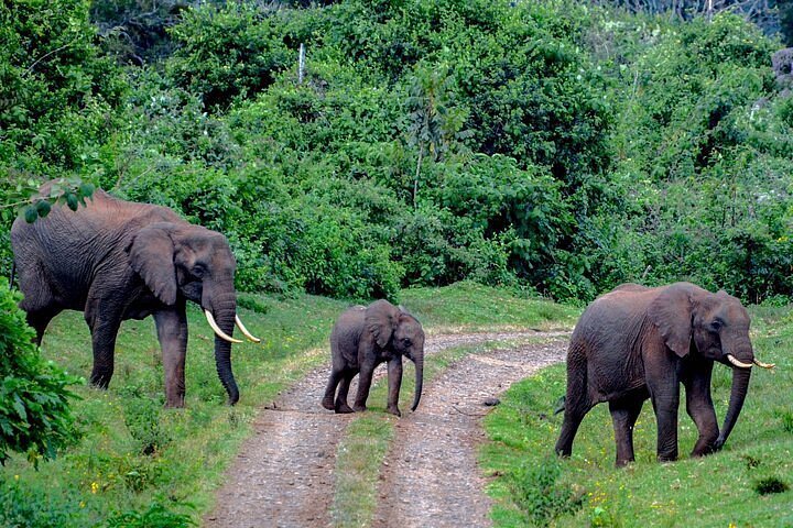 6 Days of Wildlife wounders in Kenya
