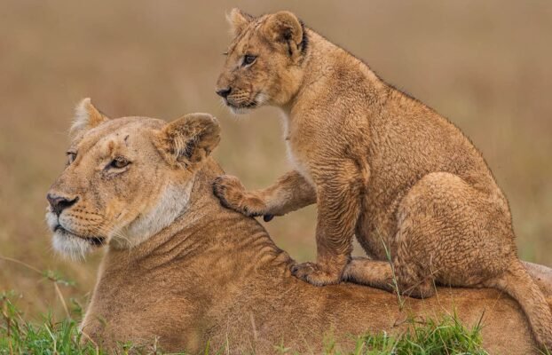 Which animals are you likely to see on a safari in Kenya?