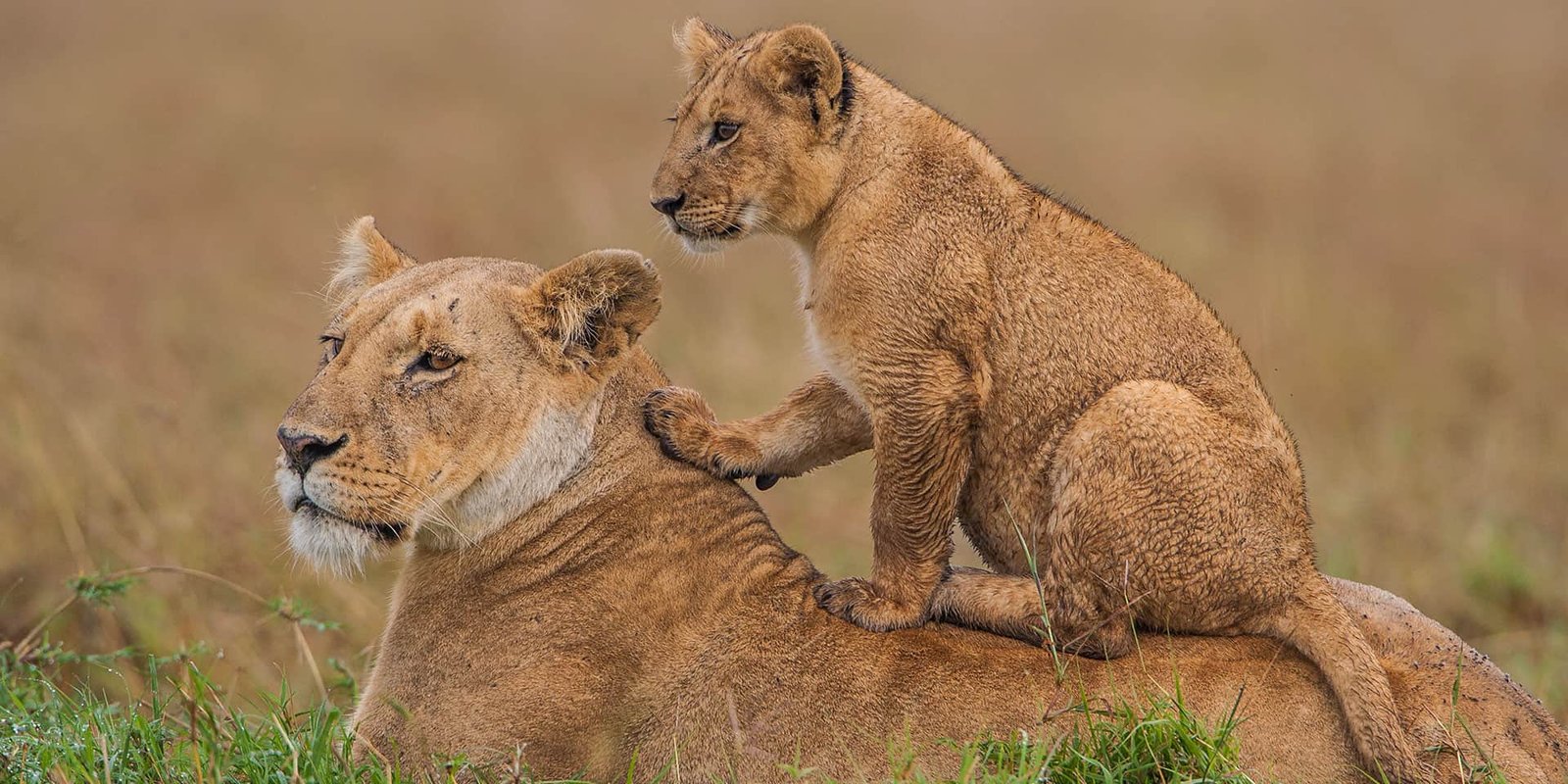 Which animals are you likely to see on a safari in Kenya?