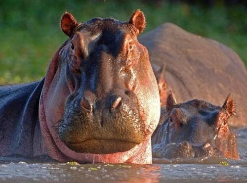 Hippo (1)