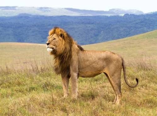 Lion in Ngorongoro