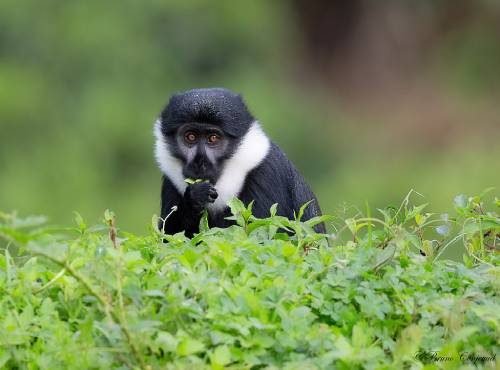 Nyungwe (3)