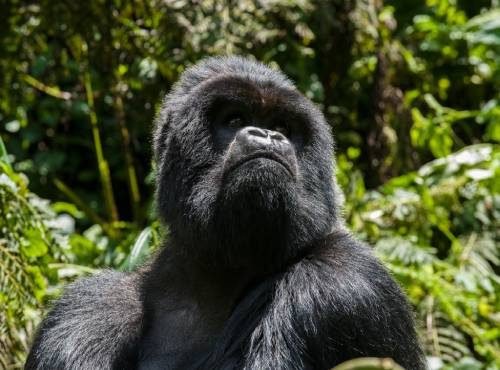 Rwanda Gorillas