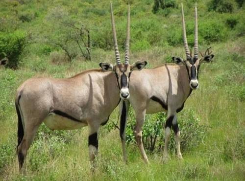 Samburu National Reserve