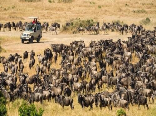 Serengeti wildlife