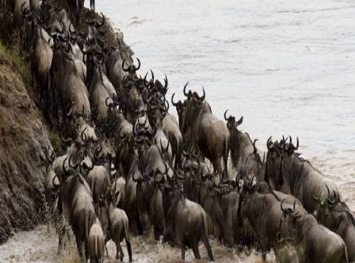 Wildebeest