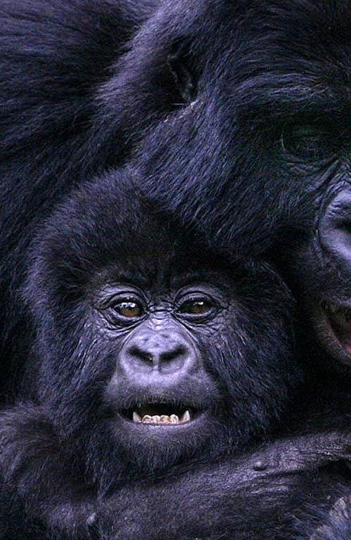 gorilla-holidays-uganda-slide-1600x768 (4)