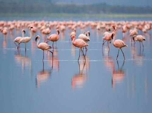 lake-nakuru famingoes